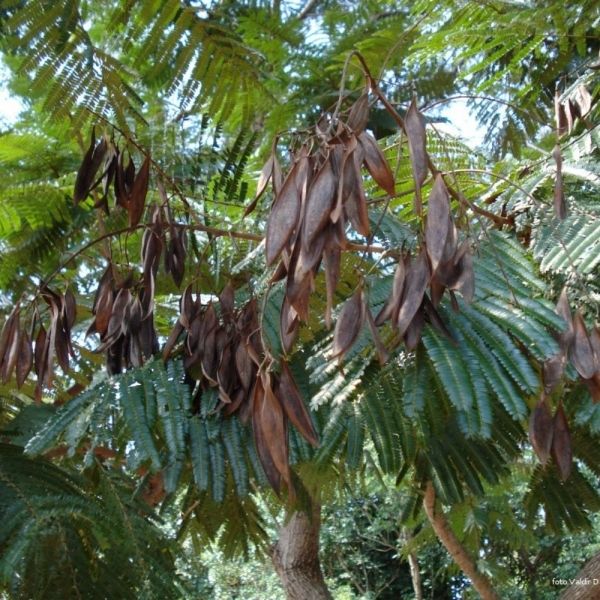 Canafístula