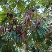 Canafístula
