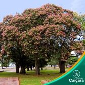 Paineira Rosa