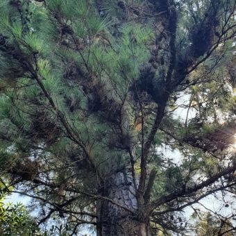 Pinus Taeda 2° geração geneticamente melhorado.