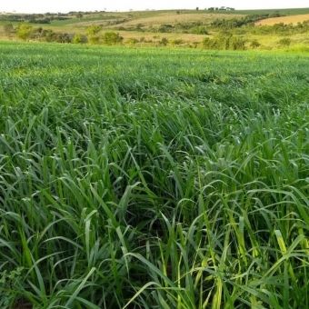 B. Brizantha cv. Marandú