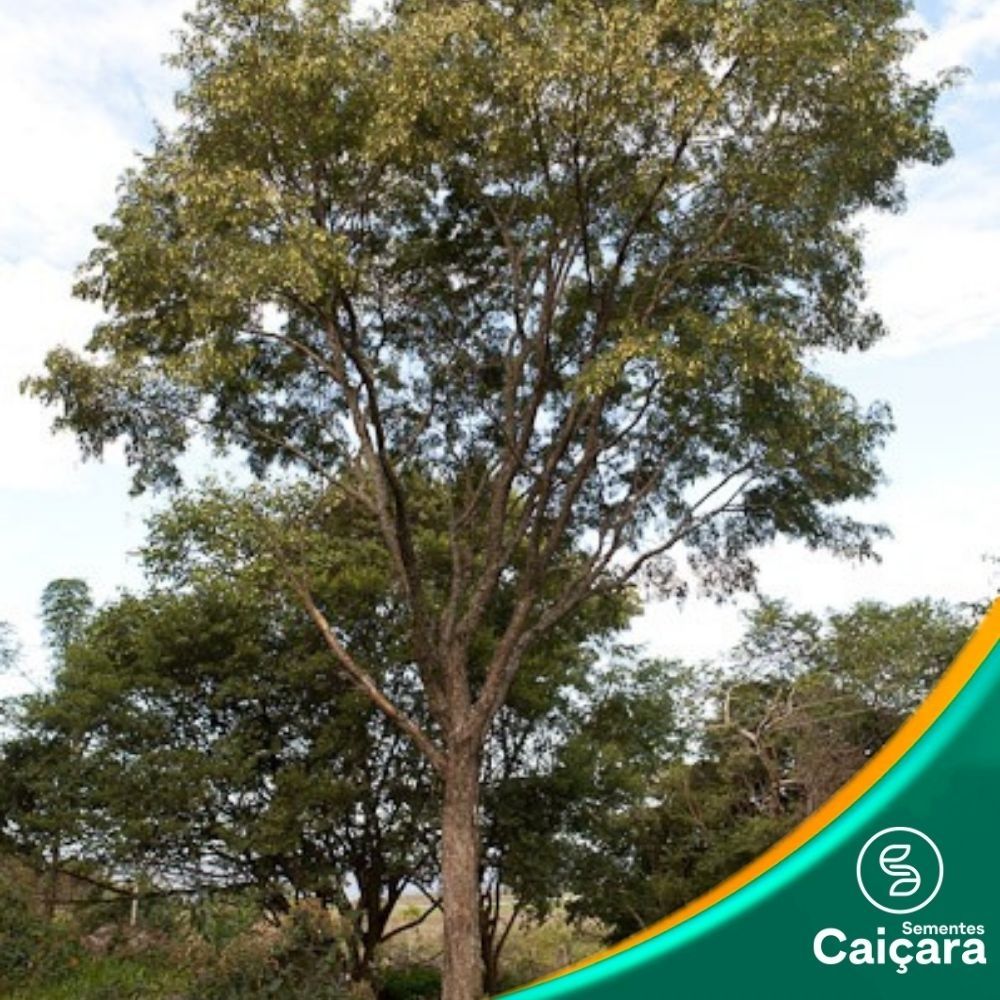 Jacarandá Branco