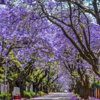 Caroba – Jacarandá Mimoso