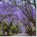 Caroba – Jacarandá Mimoso