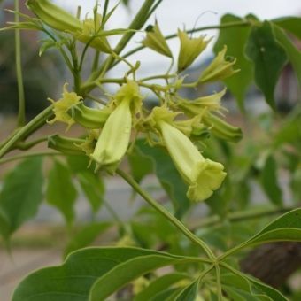 Ipê Verde