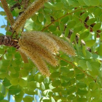 Barbatimão Verdadeiro