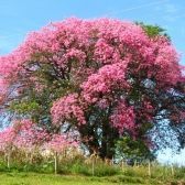 Paineira Rosa