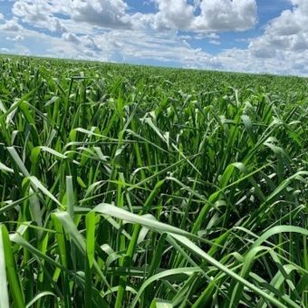 P. Maximum cv. Mombaça