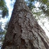 Eucalipto Cloeziana