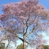 Angelim do Cerrado