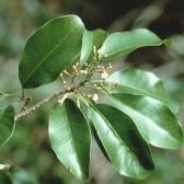 Guatambu Oliva Branca
