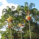 Palmeira Carpentária
