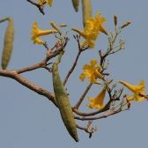 Ipê Amarelo do Cerrado