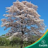 Ipê Branco