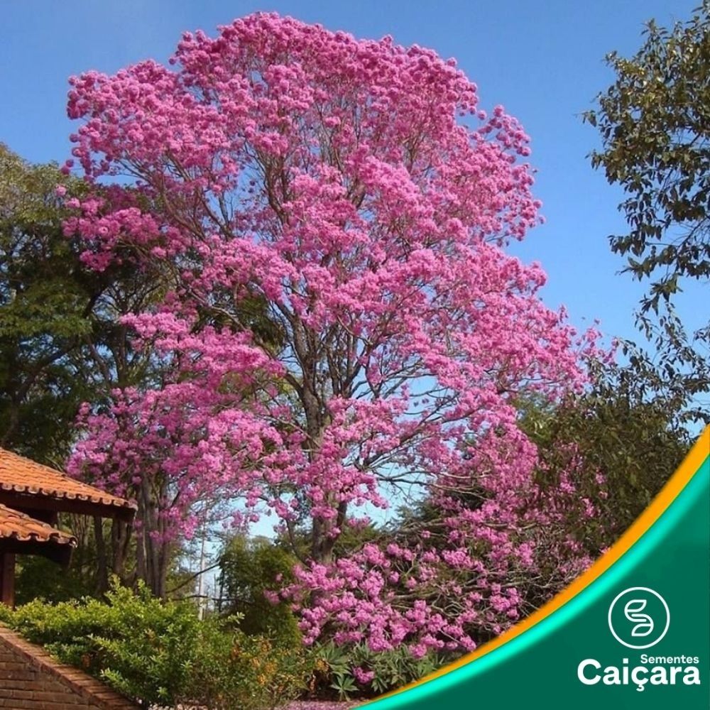 Ipê Rosa Balsamo