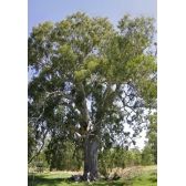 Eucalipto Camaldulensis