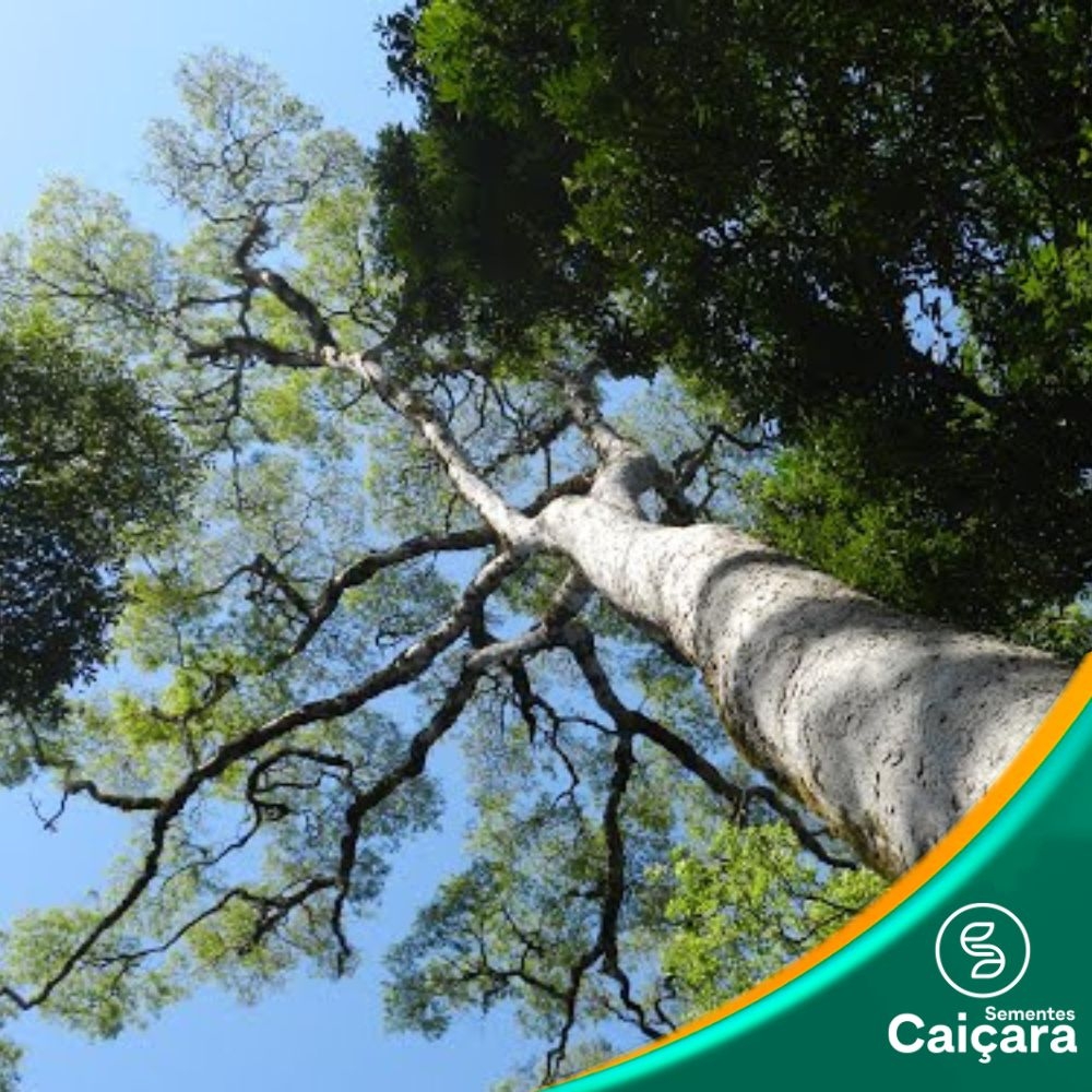 Garapa, Garapeira