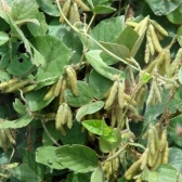 Soja Perene