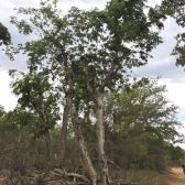 Guaribu-Amarelo