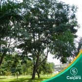 Fava Arara