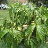Noni