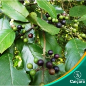 Cafezinho