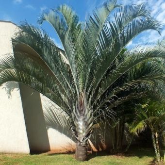 Palmeira Triangular
