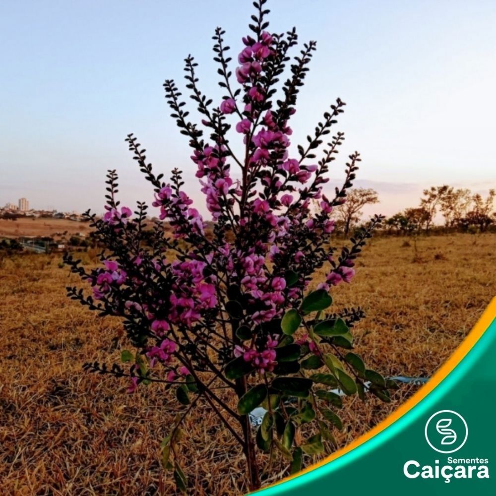 Angelim do Campo