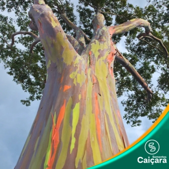 Eucalipto Arco-íris