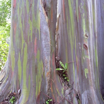 Eucalipto Arco-íris