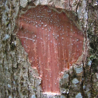 Peroba Amarela