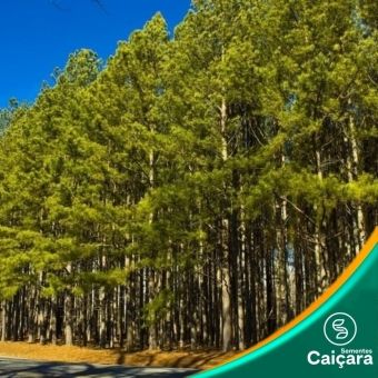 Pinus Taeda 2° geração geneticamente melhorado.