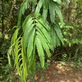 Pau Jacaré - Angico Jacaré