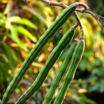 Moringa