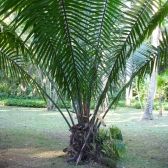 Palmeira Jarina