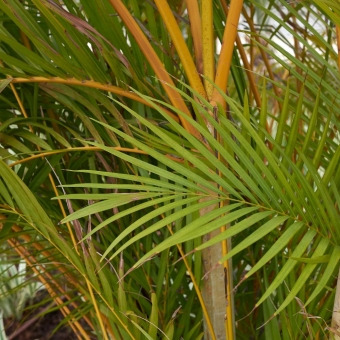 Areca Bambu