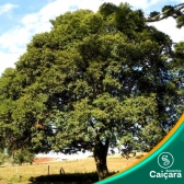 Guabiroba – Araça