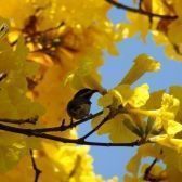Ipê Amarelo Cascudo