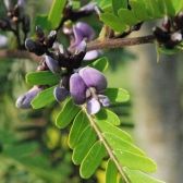 Jacarandá Bico de Pato