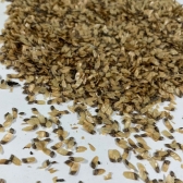 Açoita Cavalo