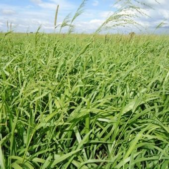 B. Brizantha cv. Xaraés (MG-5)