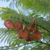 Caroba – Jacarandá Mimoso