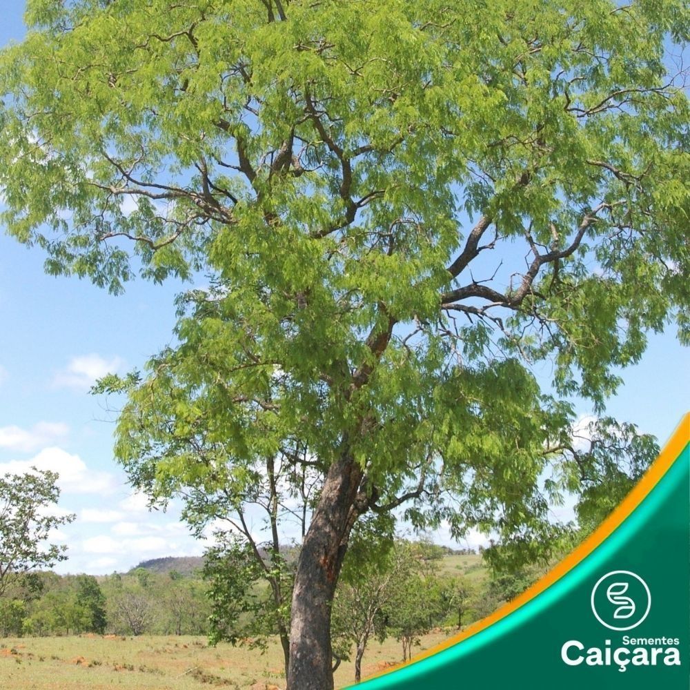 Vinhático do Campo