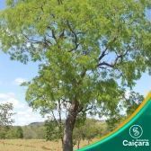 Vinhático do Campo