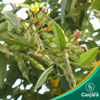 Feijão Guandu -Caqui