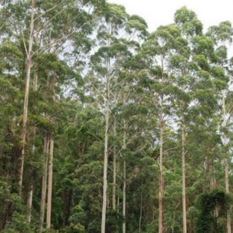 Eucalipto Dunni