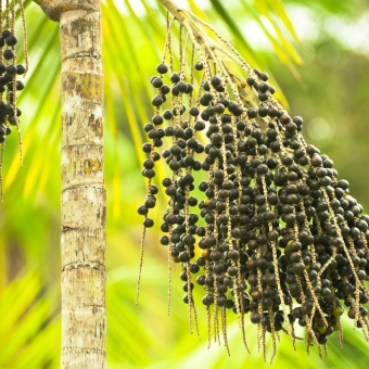 Sementes de Açai germinadas.