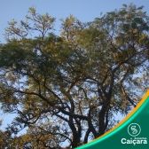 Angico-do-Cerrado