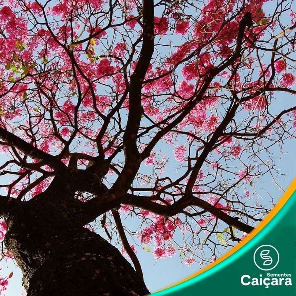 Ipê Roxo de Sete Folhas