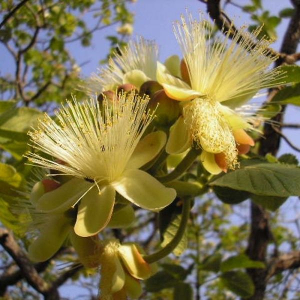 Pequi